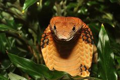 Вчера мой муж заявил моему отцу, что тот вырастил змею...  На что папа с гордостью ответил, что вырастил не просто змею, а королевскую кобру!