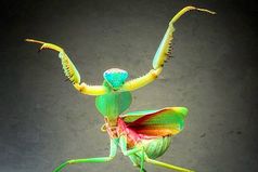 Самка богомола очень удивилась, увидев своего бывшего.