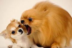 Жена, которая не ужинает после шести,  начинает грызть мужа  после семи.