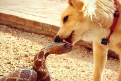 Бывает — шипишь-шипишь на любимого, а он раз, и поцеловал тебя.