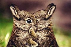 Сердце не выбирает кого попало, оно чувствует родное.