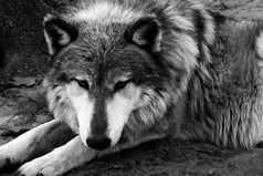 Если я не оправдываю ваши ожидания, не обижайтесь,  ведь это ваши ожидания, а не мои обещания