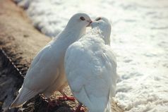 Любовь как война, легко начать, тяжело закончить, невозможно забыть.