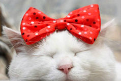 Похолодало! Начинаются недели высокой моды: босоножки под куртку, шорты под колготки, носки под шлепки и меха… меха… меха