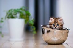 У всех дома есть пакет с пакетами, а у меня ещё есть кастрюля с кастрюлями.