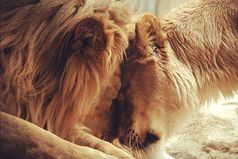 Лишь однa измeнa достойнa увaжeния — измeнa своим принципaм рaди близкого чeловeкa.