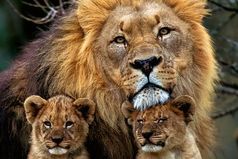 Я Лев по гороскопу, хочу выйти замуж за мужчину под знаком Льва,  родить сына по гороскопу тоже Льва, и назвать его Лев  - у меня будет свой маленький прайд.