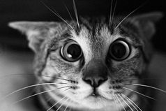 Вот говорят, хорошо иметь собаку или кошку - все непонятные шумы в квартире можно списать на них. Как же было жутко, когда, услышав непонятный шорох в соседней комнате, мы с котом переглянулись!