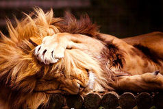 Ленивые все делают быстро. Чтобы поскорее избавиться от работы. И делают качественно. Чтобы потом не переделывать.