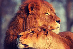 Мартовских котов прошу не беспокоить, у меня свой лев!