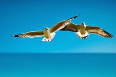 Так хочу быть чайкой - лететь на встречу ветру  и cрать на все и срать на все!