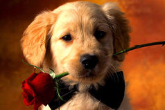 Я не доверяю людям, которые не любят собак, но я доверяю собаке, когда ей не нравится человек…