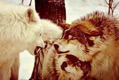 Если любишь - люби без обмана. Если веришь - то верь до конца. Ненавидишь - скажи это прямо, а смеёшься, так смейся в глаза.