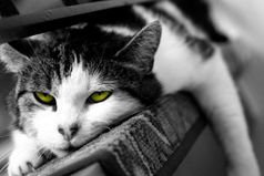 Лень - это киллер Вашего успеха.