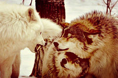 Если любишь - люби без обмана. Если веришь - то верь до конца. Ненавидишь - скажи это прямо, а смеёшься, так смейся в глаза.