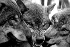 Не так сложно умереть за друга.  Сложнее найти друга, за которого стоит умереть.