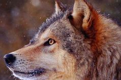 Клюют любого, кто на серость не похож, вонзить стараясь в спину глубже нож,. Дыша от зависти агрессией и злобой, пуская в ход предательство и ложь.