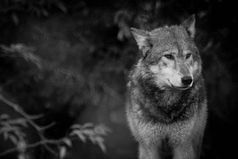 Ты даришь свою доброту, а об неё вытирают ноги. Ты даришь доверие, а его используют против тебя. Ты даришь свою сердце, а его разбивают. Ты даришь душу, а её терзают. А потом они удивляются, откуда берётся жестокость.