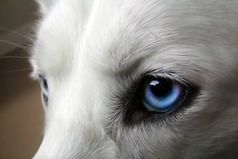 Волк - слабее Льва и Тигра. Но волк, в цирке не выступает.