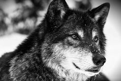 Прощать более мужественно, чем наказывать.  Слабый не может прощать. Прощение есть свойство сильного.