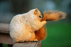 Только русскому понятны такие фразы: «Держи хвост пистолетом», «Руки в ноги и вперёд», «Отбросить копыта», «Зарубить на носу», и самая интересная надпись в автобусе: «Все зайцы — козлы»