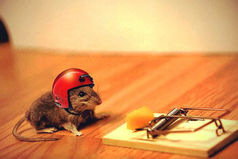 Мышь лениво залезает в мышеловку,  привычным движением оттягивает пружину и обнаруживает вместо итальянского сыра — российский. 