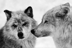 Никому не обязан, ни к чему не привязан, никому не подобен, потому и свободен!