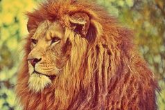 Мужчина должен быть спокойным Львом, а не шумной дворнягой.