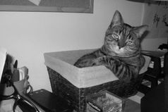 Можно победить нашу лень, можно победить нашу дремучесть, можно победить нашу глупость. Наше ПОФИГ - непобедимо!