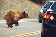 Неправда, что у нас, в России, по дороге ходят медведи. Нет у нас никаких дорог.