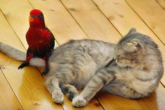 Вот бы с людьми так, как с попугаями. Накрыл человека полотенчиком, он и заткнулся.