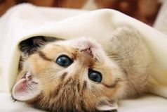 Всё надоело. Пойду брошусь под одеяло!!!