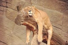 Драбадан - русский народный праздник.  Празднуется 3 дня (пятница, суббота, воскресенье). Покровителями этого праздника издревле считаются - Святой Цитрамон, Марфа-рассольница и Иван-рукотряс!