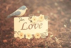 Мы ценим статус, ценим вес, рост, возраст ценим, глаз разрез. Мы редко ценим блеск в глазах, улыбку, радость на устах. Мы в людях ценим красоту, хотя порой совсем не ту.