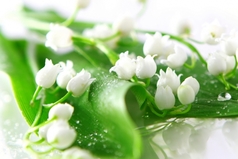 Поздравляю с первым мая. С майским праздником весны. И тебе я пожелаю, Мира, радостей, любви.