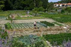 Кому шашлыки с пикниками, а мне огород вскапывать.