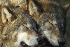 Волк ищет волчицу на всю жизнь, а люди меняют как перчатки