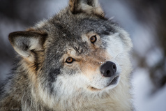 И волки сыты, и овцы целы, и пастуху вечная память