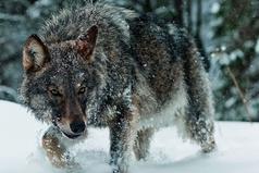 Лучше сдохнуть одиноким волком, чем быть козлом в стаде баранов.