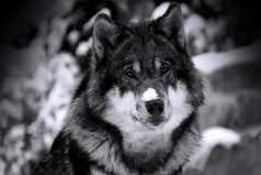 Когда Земле настанет конец,где то появиться Рай,но дорогу туда будут знать только волки.