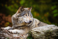Любовь не может быть вредной, но только бы она была — любовь, а не волк эгоизма в овечьей шкуре любви