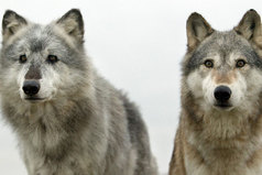 Моя религия - природа, богиня - полная Луна, я представитель злого рода, жестокость волка мне дана.