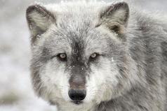 Главное не образ льва, а дух волка.