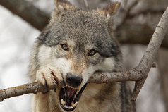 Волк слабее льва или тигра, но зато в цирке не выступает.