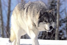 Хочется быть вольным волком среди горного леса