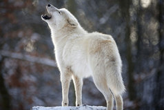 Вы никогда не поймёте Волков-одиночек. Одиноки они не из-за того, что нету волчицы достойной, а из-за того, что ищут новую стаю.