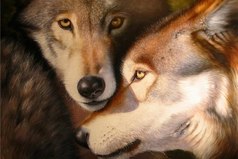 Волк - какое же это прекрасное животное! У волка грустный взгляд и это знак того что он в этой жизни что-то понимает!