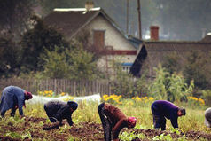 В мире есть всего лишь одна сила,  которая способна поставить Россию раком - это картошка.