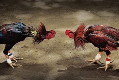 Друзья, которые не дрались - нe друзья.