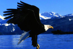 Лучше иногда падать, чем никогда не летать.